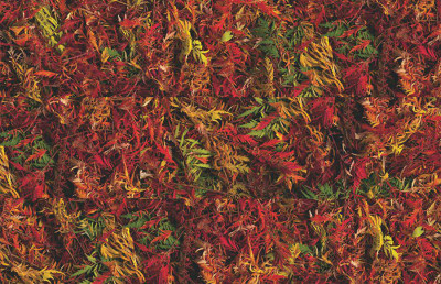 Autumn Brake